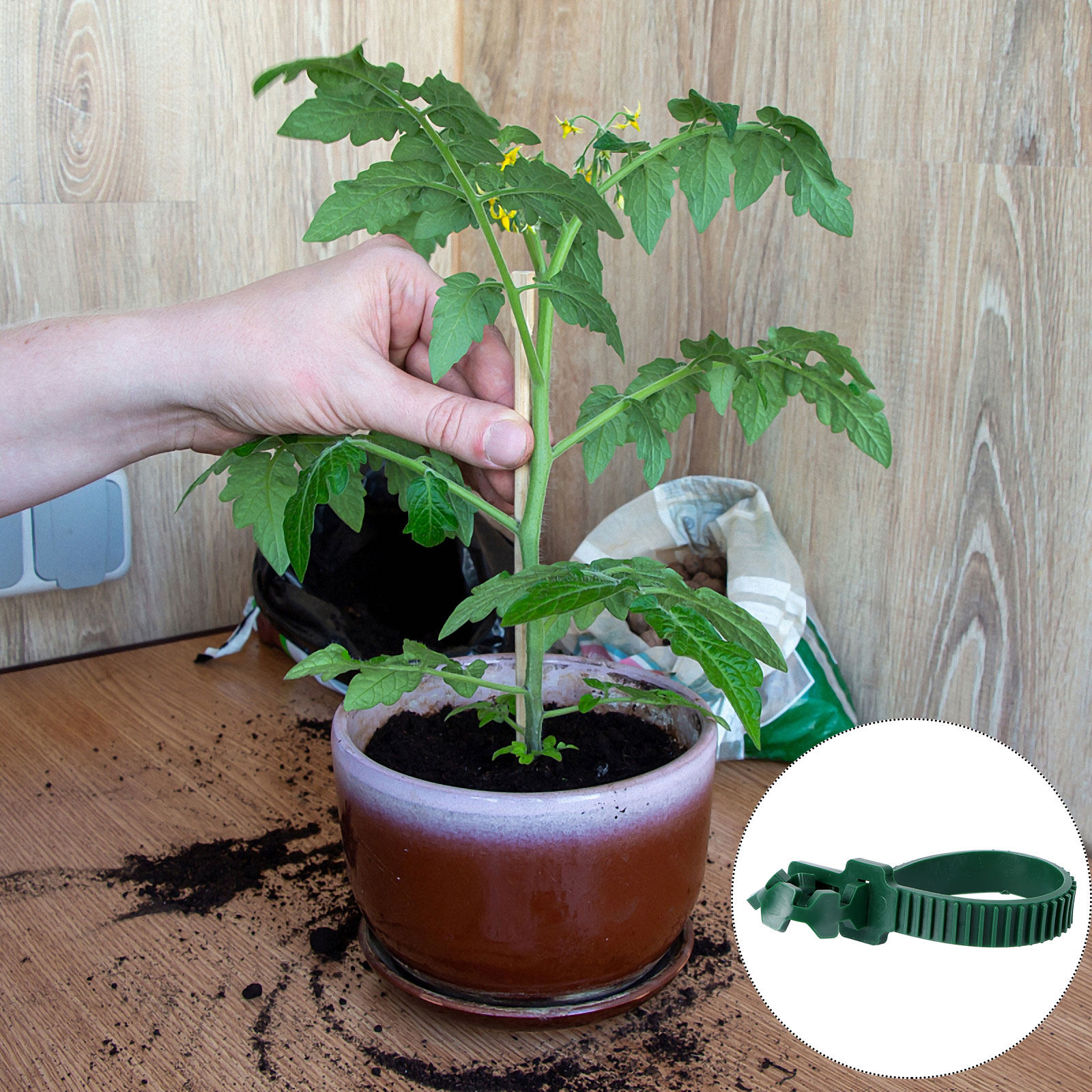 20 stuks wijnstokbevestigingsg - Bonsai Gardening recensie en prijs