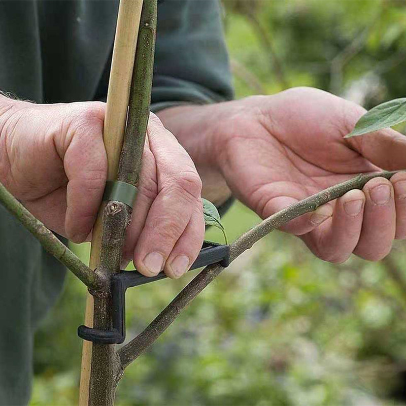 10-30 Stuks Fruitboom Clips Pl - Bonsai Garden Tools recensie en prijs